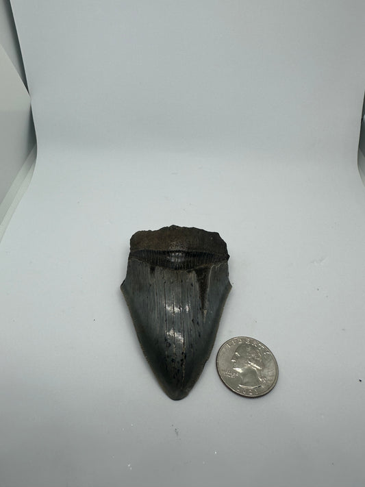 Rare Blue Megaladon tooth