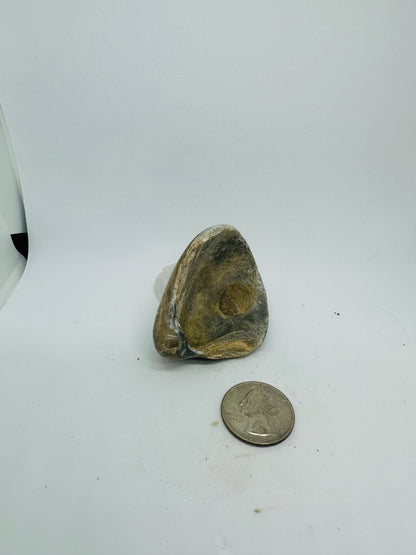 Fossilized Shell